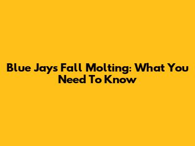 Blue Jays' Fall Molting: What You Need To Know