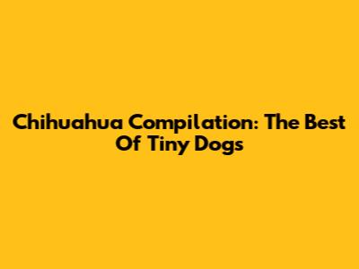 Chihuahua Compilation: The Best Of Tiny Dogs