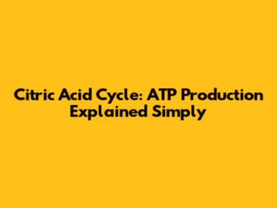 Citric Acid Cycle: ATP Production Explained Simply