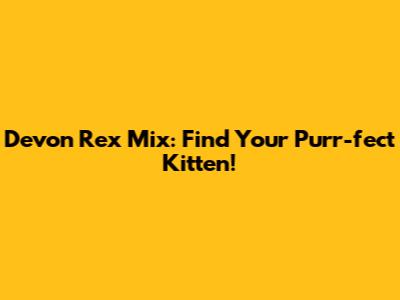 Devon Rex Mix: Find Your Purr-fect Kitten!