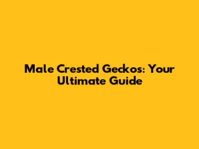 Male Crested Geckos: Your Ultimate Guide