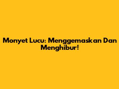 Monyet Lucu: Menggemaskan Dan Menghibur!