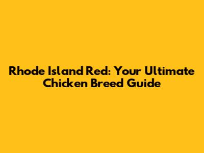 Rhode Island Red: Your Ultimate Chicken Breed Guide