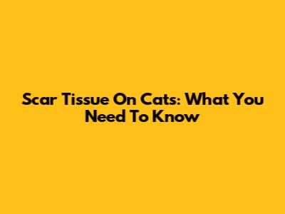 Scar Tissue On Cats: What You Need To Know
