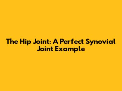 The Hip Joint: A Perfect Synovial Joint Example
